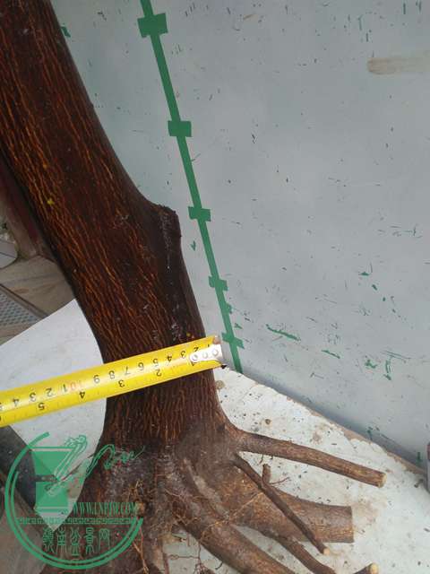 IMG20170305141557.jpg