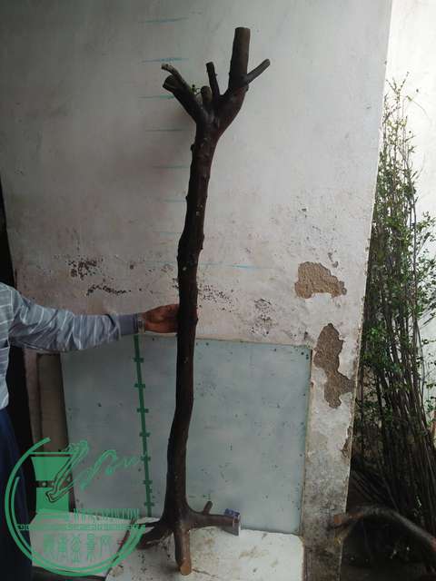 IMG20170305141654.jpg