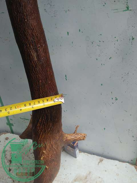 IMG20170305141750.jpg