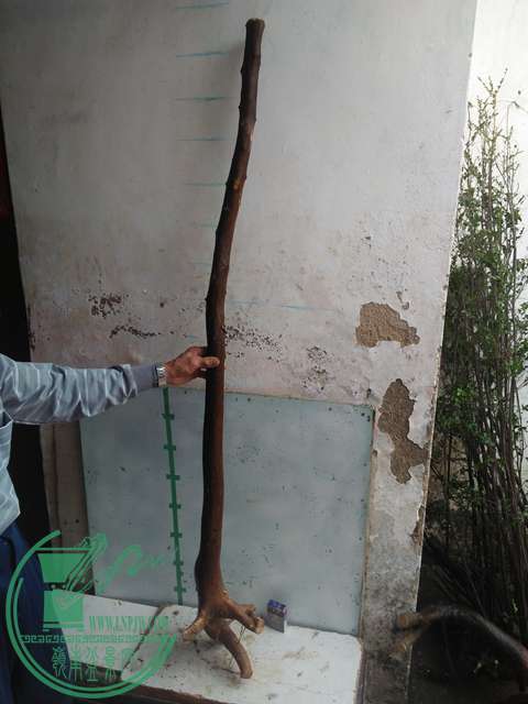 IMG20170305141757.jpg