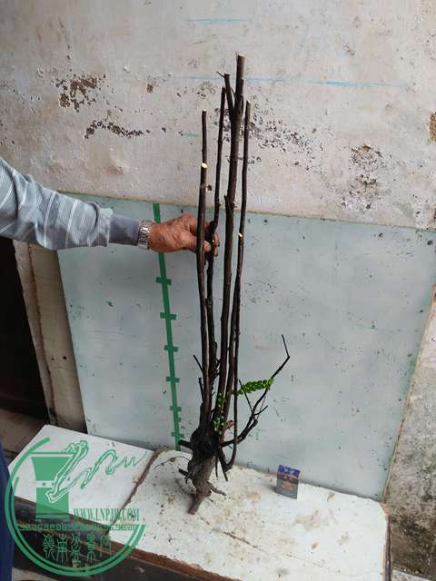 IMG20170305143720.jpg