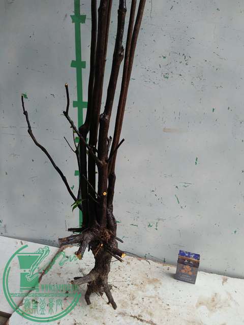 IMG20170305143755.jpg
