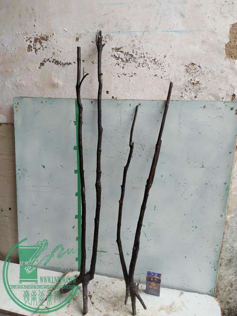 IMG20170305143815.jpg