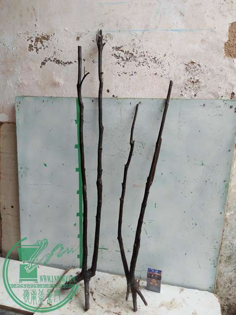 IMG20170305143816.jpg