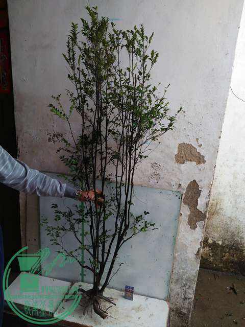 IMG20170305144031.jpg