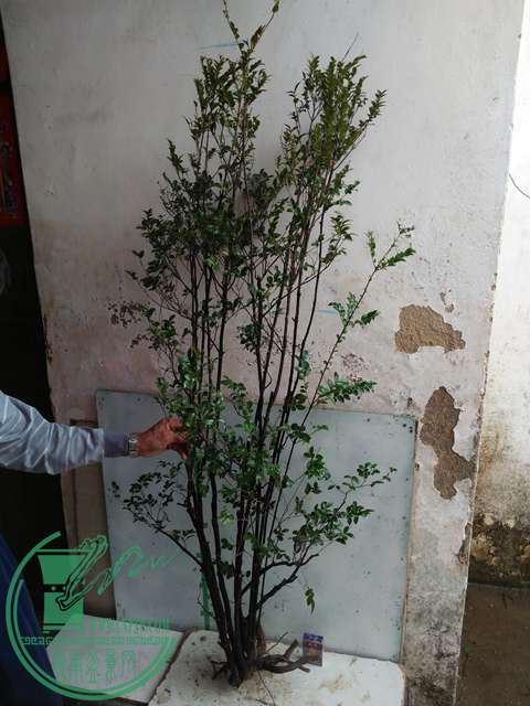 IMG20170305144046.jpg