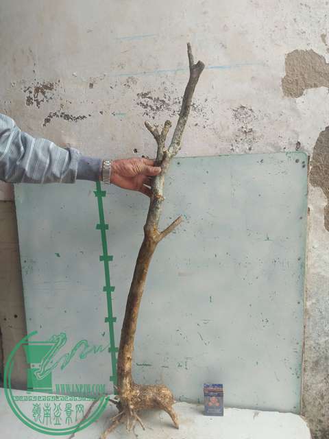 IMG20170305135059.jpg