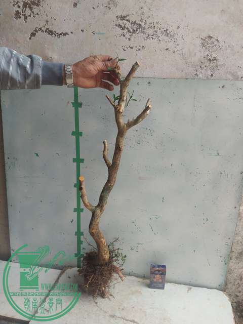 IMG20170305135231.jpg