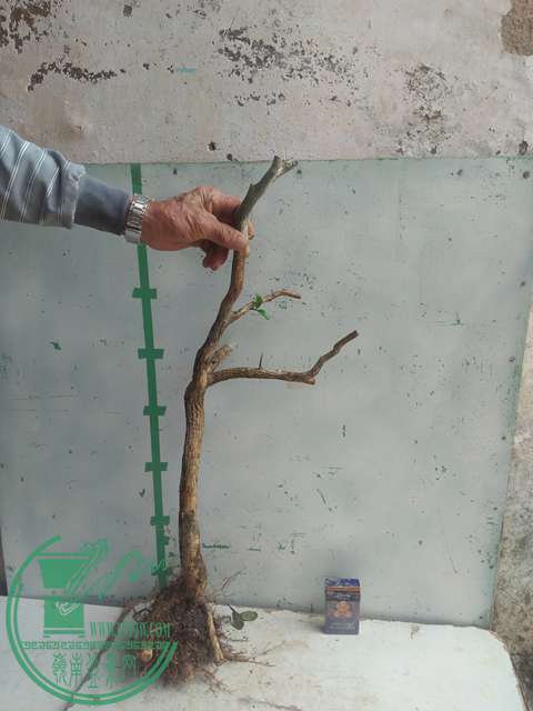 IMG20170305135306.jpg