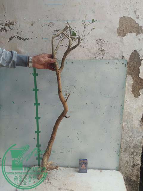 IMG20170305135320.jpg