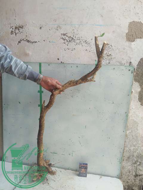 IMG20170305135342.jpg