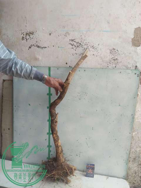 IMG20170305135443.jpg