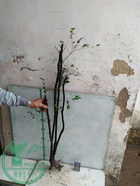 IMG20170305144329.jpg