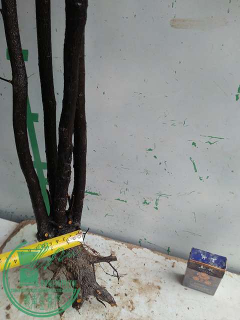 IMG20170305144334.jpg