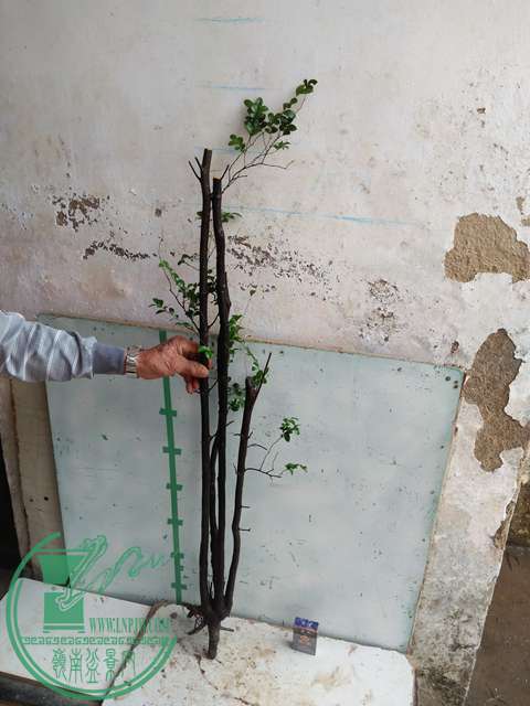 IMG20170305144339.jpg