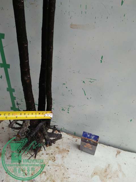 IMG20170305144359.jpg