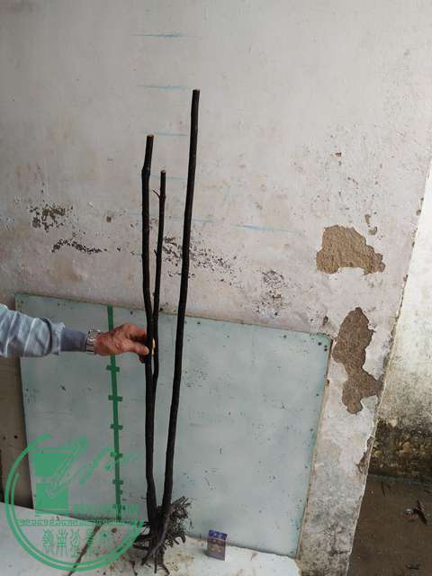 IMG20170305144403.jpg