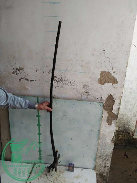 IMG20170305144420.jpg