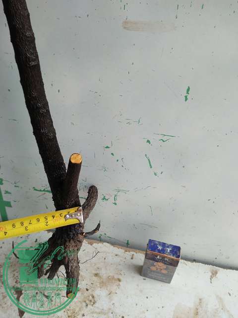IMG20170305144424.jpg