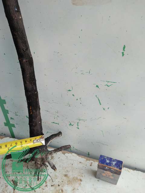 IMG20170305144441.jpg