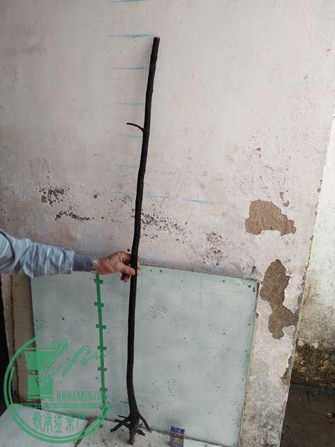 IMG20170305144446.jpg