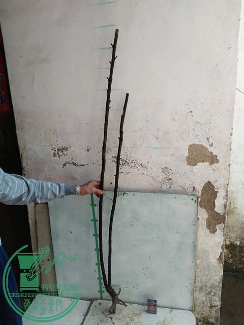 IMG20170305144457.jpg