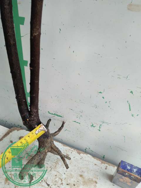 IMG20170305144501.jpg