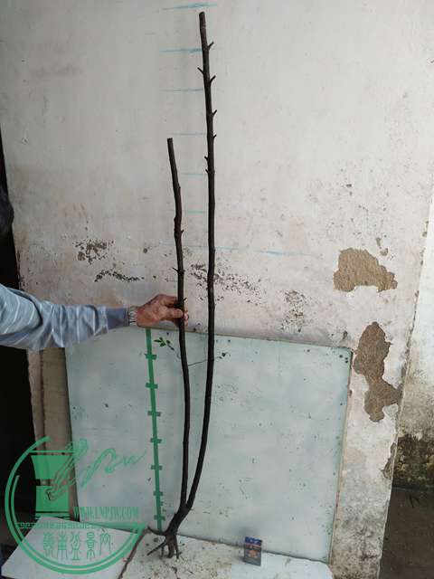 IMG20170305144507.jpg