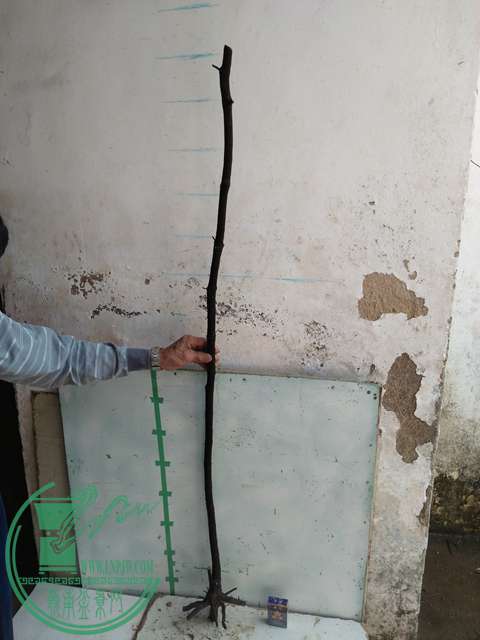 IMG20170305144537.jpg