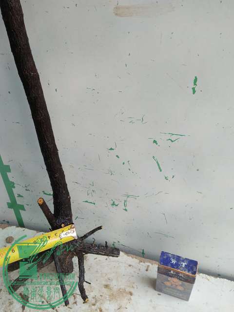 IMG20170305144541.jpg