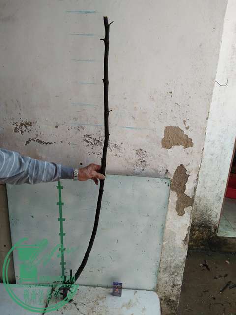 IMG20170305144552.jpg