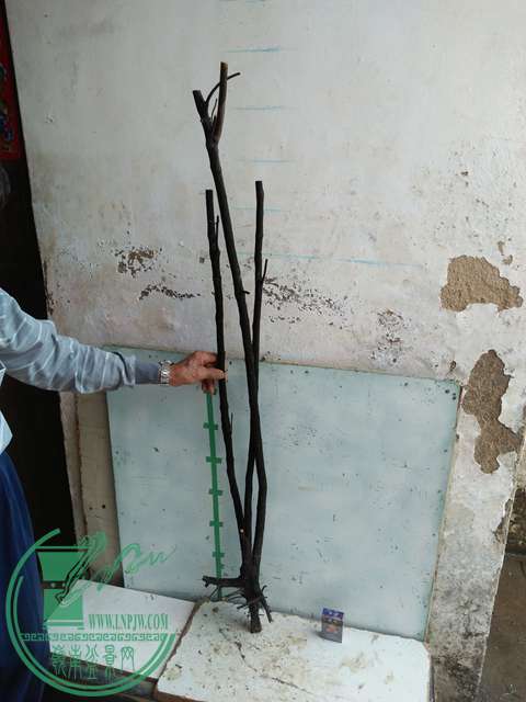 IMG20170305144611.jpg