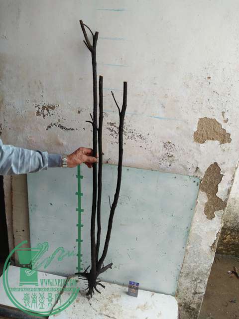 IMG20170305144621.jpg