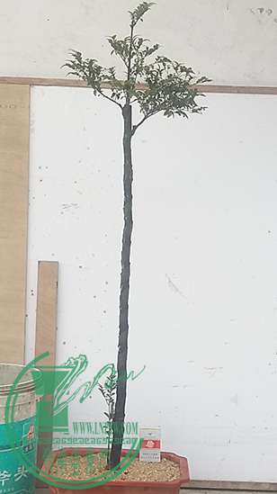 20170306_124026_mh1488800040863.jpg