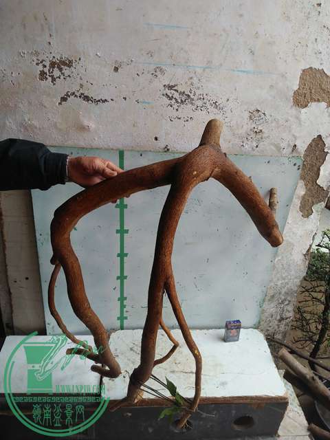 IMG20170306113004.jpg