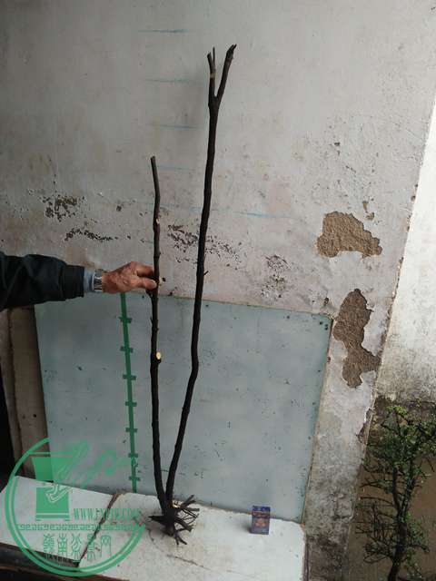 IMG20170306113207.jpg