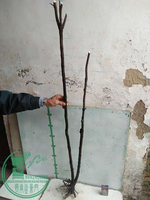 IMG20170306113218.jpg