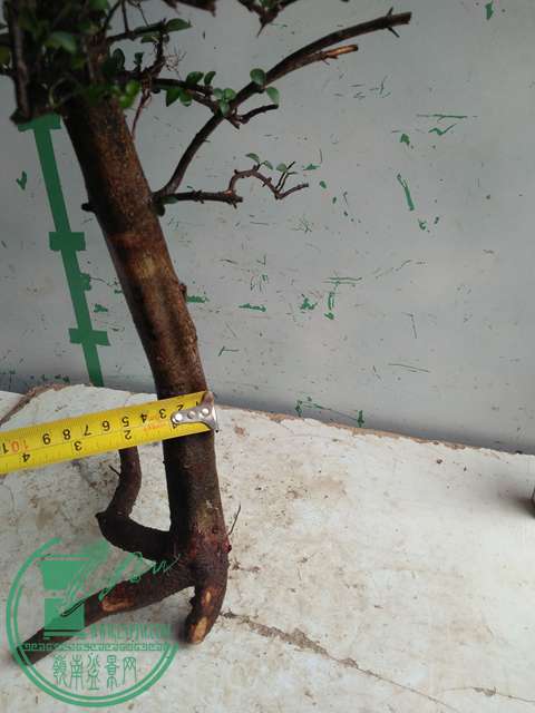 IMG20170306113342.jpg