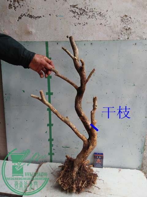 IMG20170307125710.jpg