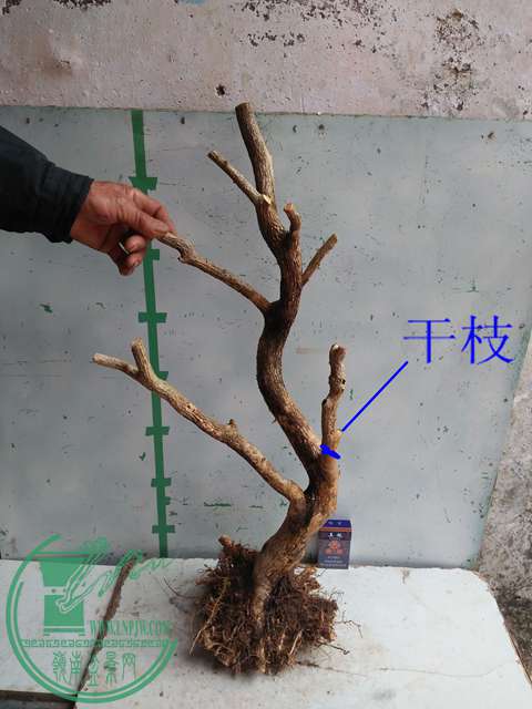 IMG20170307125725.jpg