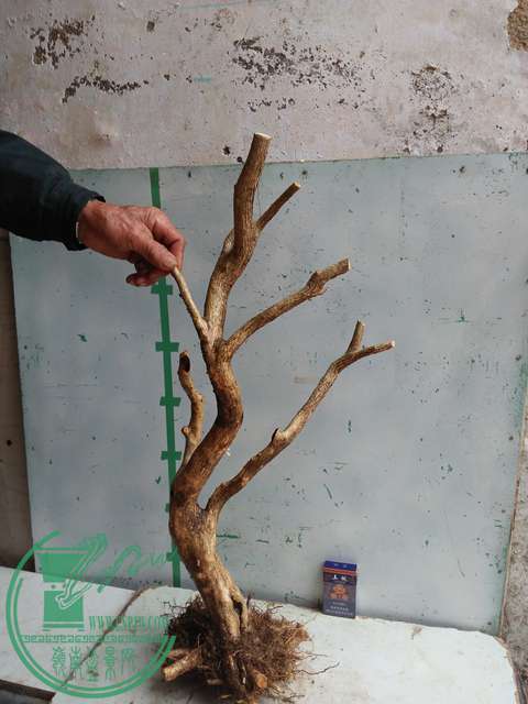 IMG20170307125735.jpg