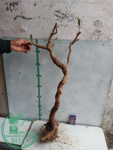 IMG20170307130046.jpg