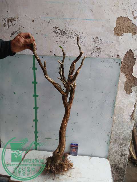IMG20170307130210.jpg