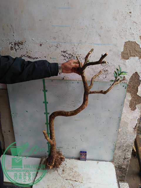 IMG20170307130350.jpg