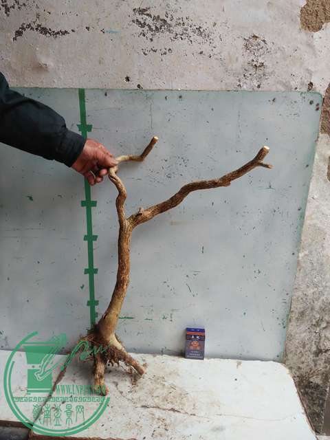 IMG20170307130612.jpg