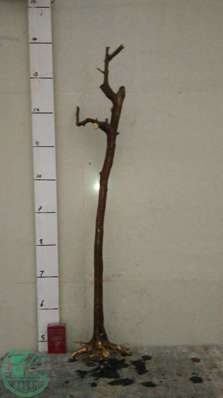 QQͼƬ20170309190956.jpg