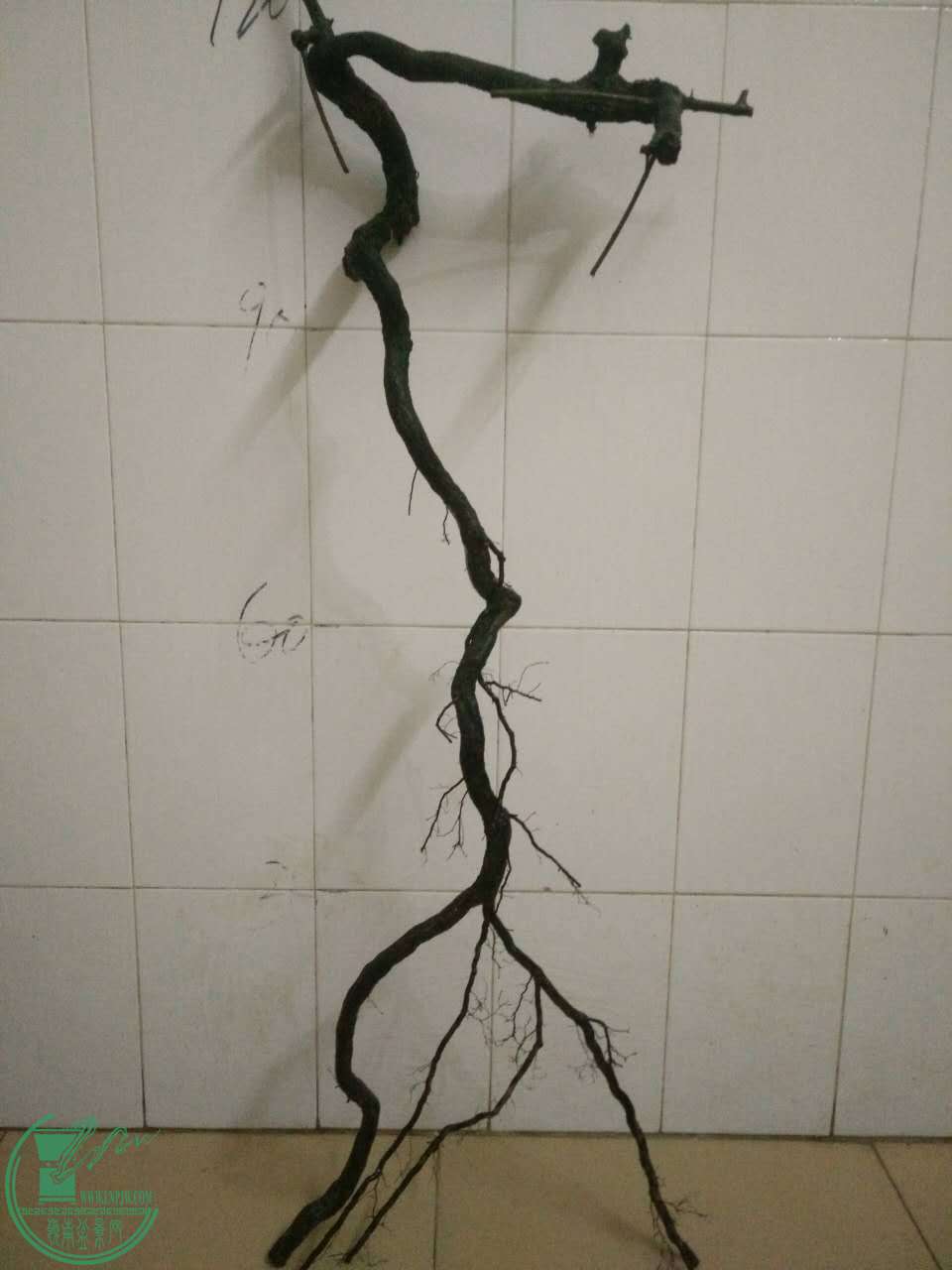 408600534997350511.jpg