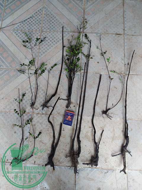 IMG20170310095313.jpg