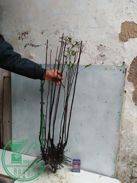 IMG20170310095823.jpg