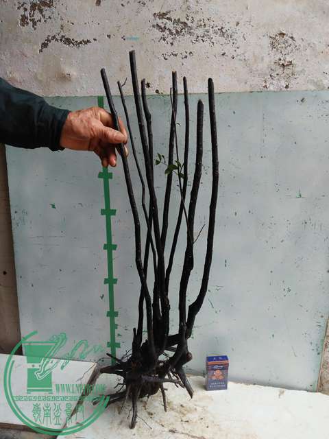 IMG20170310100009.jpg